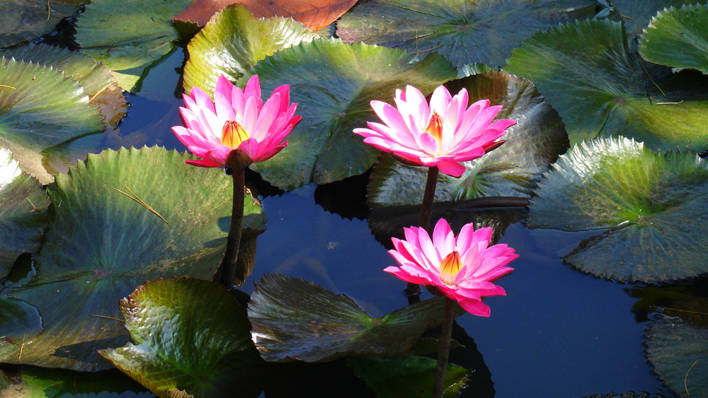 Pond Flowers from Papua New Guinea